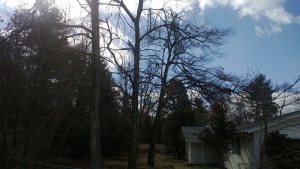 three damaged oaks in close proximity to the home