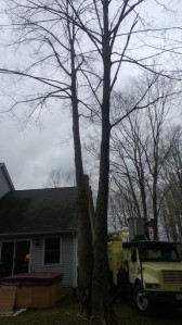 the tree next to the home before we began removal