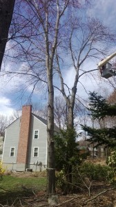 two of the three trees we removed